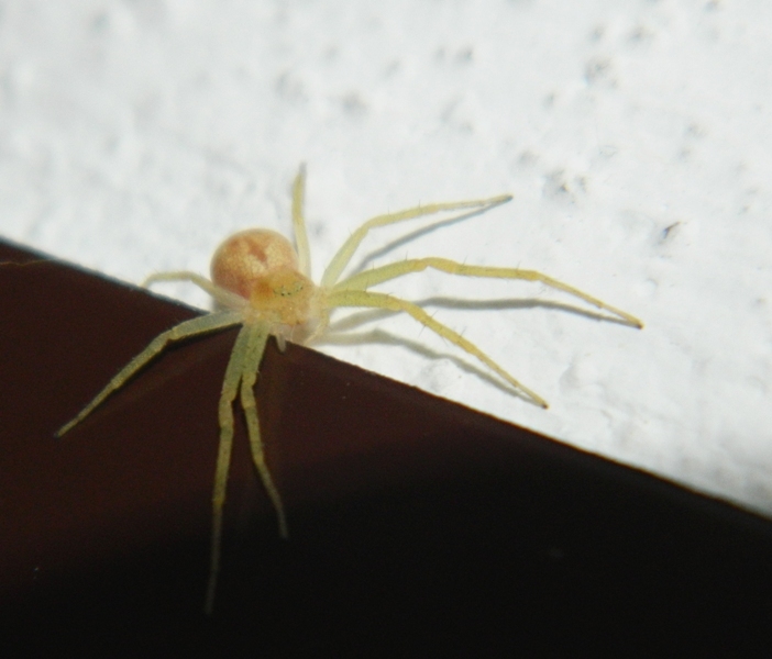 Philodromus rufus - Viadana (MN)